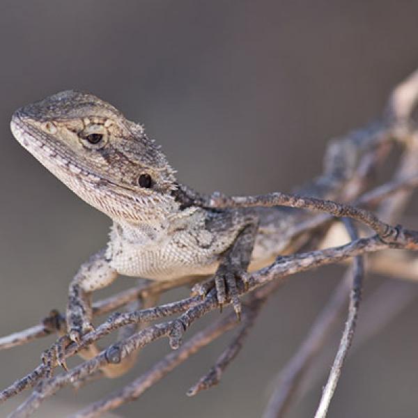 Dragon Files Dragon Files